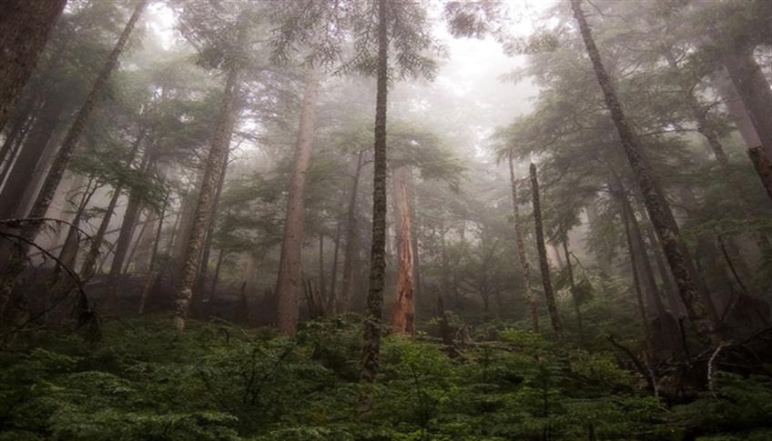 La foresta amazzonica…la più grande del mondo La foresta amazzonica…la più grande del mondo